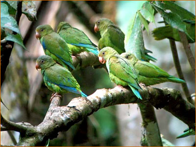 If you love exotic birds, you will love eco-tourism and the ability to see these birds and more in their undisturbed and natural setting.
