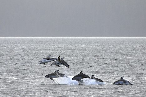 The open ocean offers wonderful experiences for eco-tourism. Imagine seeing this from a large sailing ship.