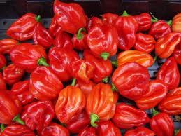 Scotch bonnet peppers. They also come in yellow and green as well. The red is the hottest of the three. Then the yellow, then the green.