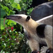 AnteaterLover profile image