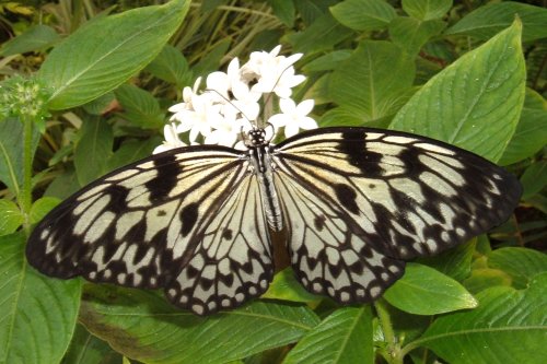 Paper Kite butterfly