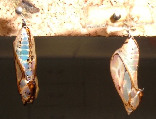 Butterfly chrysalises