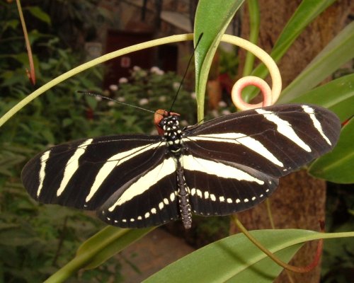 Zebra longwing