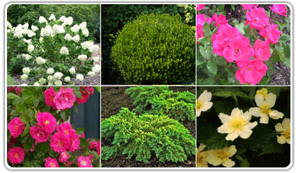 Shrubs