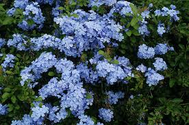 Plumbago