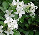 Murraya exotica. 