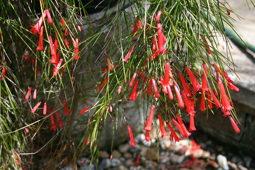Russelia juncea