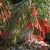 Russelia juncea Russelia juncea