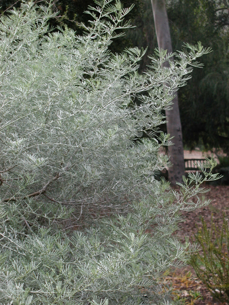 Silvery green leaves of Cassia artemisioides