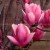 Magnolia Magnolia