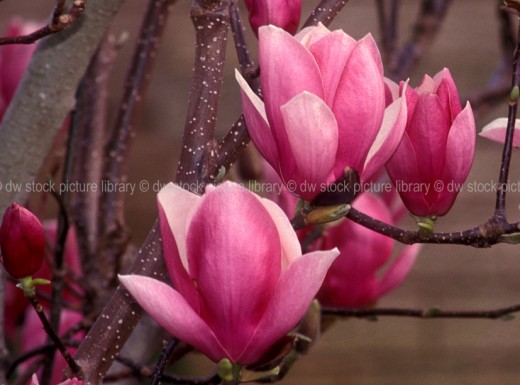 Magnolia