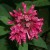 Cestrum nocturnum - Night queen Cestrum nocturnum - Night queen