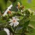 Nyctanthes arbor tristis Nyctanthes arbor tristis