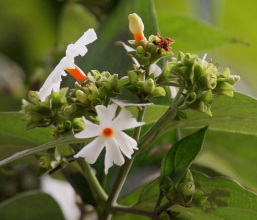 Nyctanthes arbor tristis
