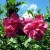 Hibiscus syriacus Hibiscus syriacus