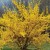 Forsythia Forsythia