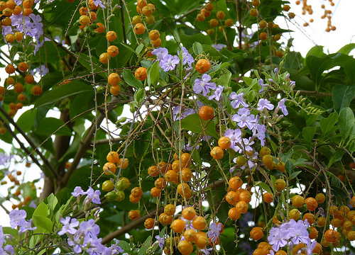 Yellow berries of Duranta plumier