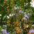 Yellow berries of Duranta plumier Yellow berries of Duranta plumier