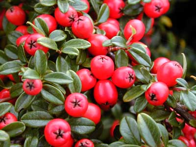 Cotoneaster berries