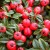 Cotoneaster berries Cotoneaster berries
