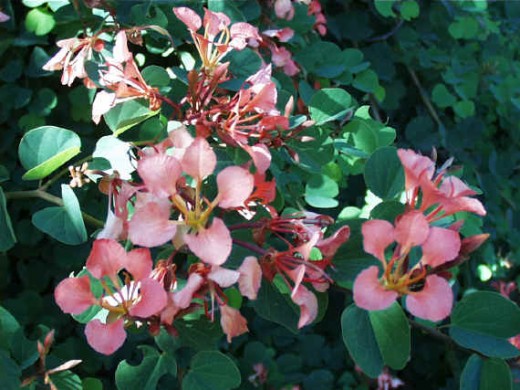Bauhinia galpinii