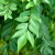 Murraya koenigii aka Curry Leaf Murraya koenigii aka Curry Leaf
