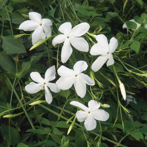Jasminum grandiflorum