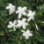 Jasminum grandiflorum Jasminum grandiflorum