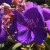Tibouchina Tibouchina
