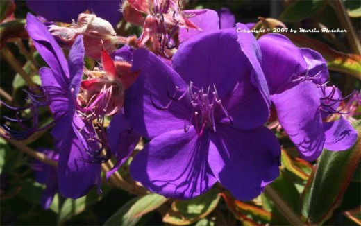 Tibouchina