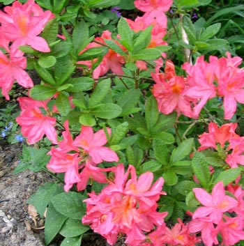 Azalea 
