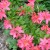 Azalea Azalea