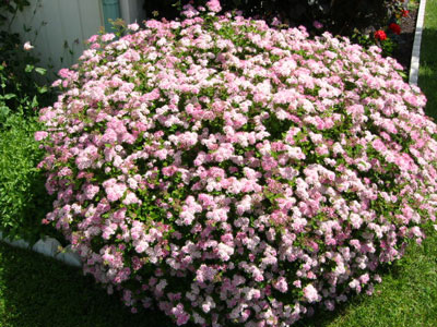 Spiraea 