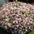 Spiraea Spiraea