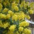Acacia Acacia