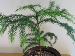 Araucaria excelsa
