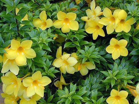 Allamanda