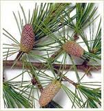 the cedar wood tree