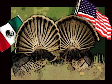 American and Mexican Flag Flying Turkey's