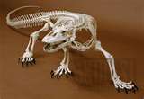 Komodo Skeleton