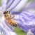 A busy bee A busy bee