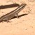 That lizard! That lizard!