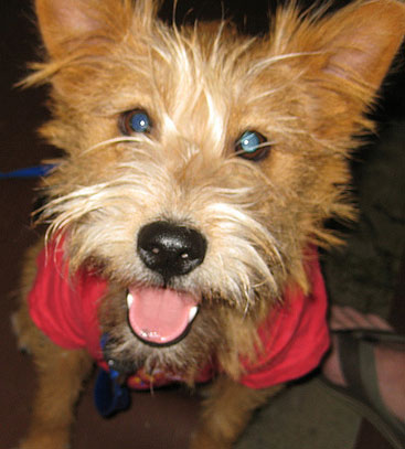 Terrier Mix Breed