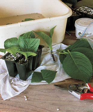 propagation of shrubs