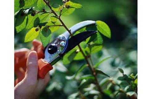 Pruning shurbs