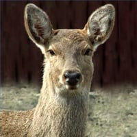 Typical Deer Reaction to a Deer Whistle, Focused on the Noise and Still