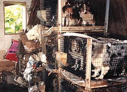 Kennels at a Puppy Mills