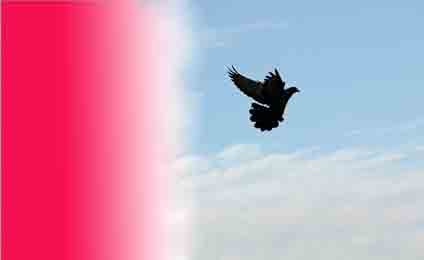 bird of freedom silhouetted against a morning sky