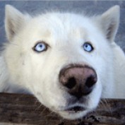Abrec profile image