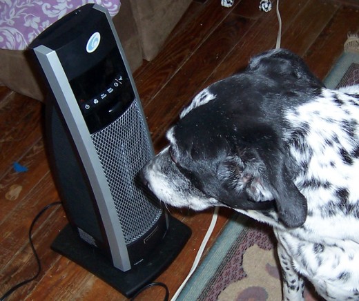 My dog Pepper sitting in front of the space heater. 